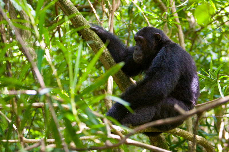 Chimpanzee In Tree